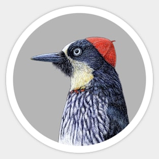 Acorn woodpecker Sticker